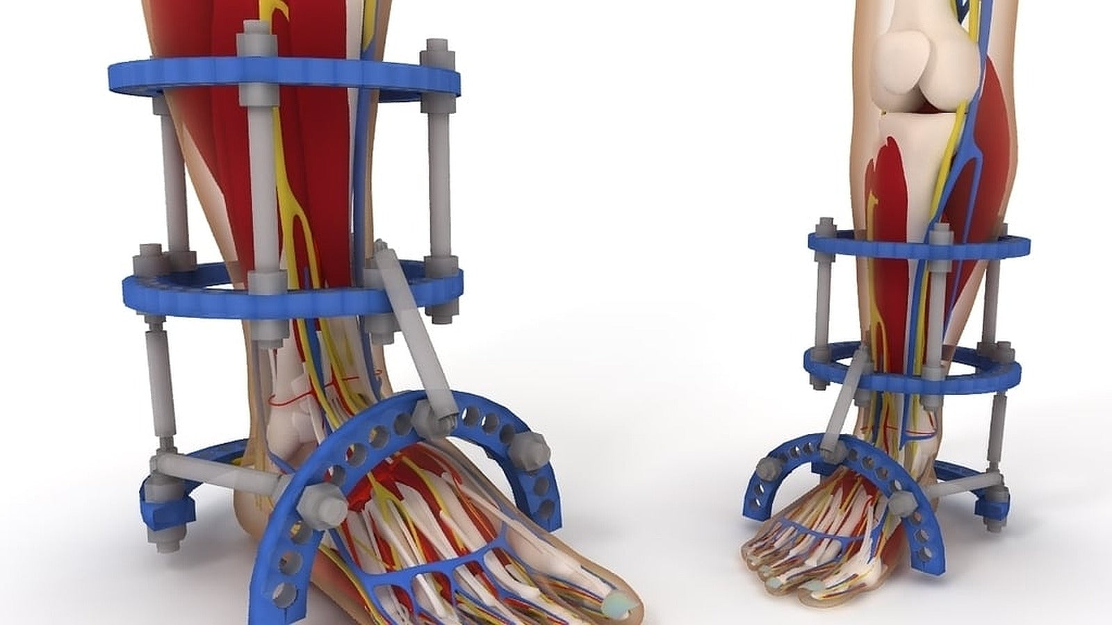 Anatomic Human Foot & Lower Extremity Version 2.0 – 3D Baskı Modeli