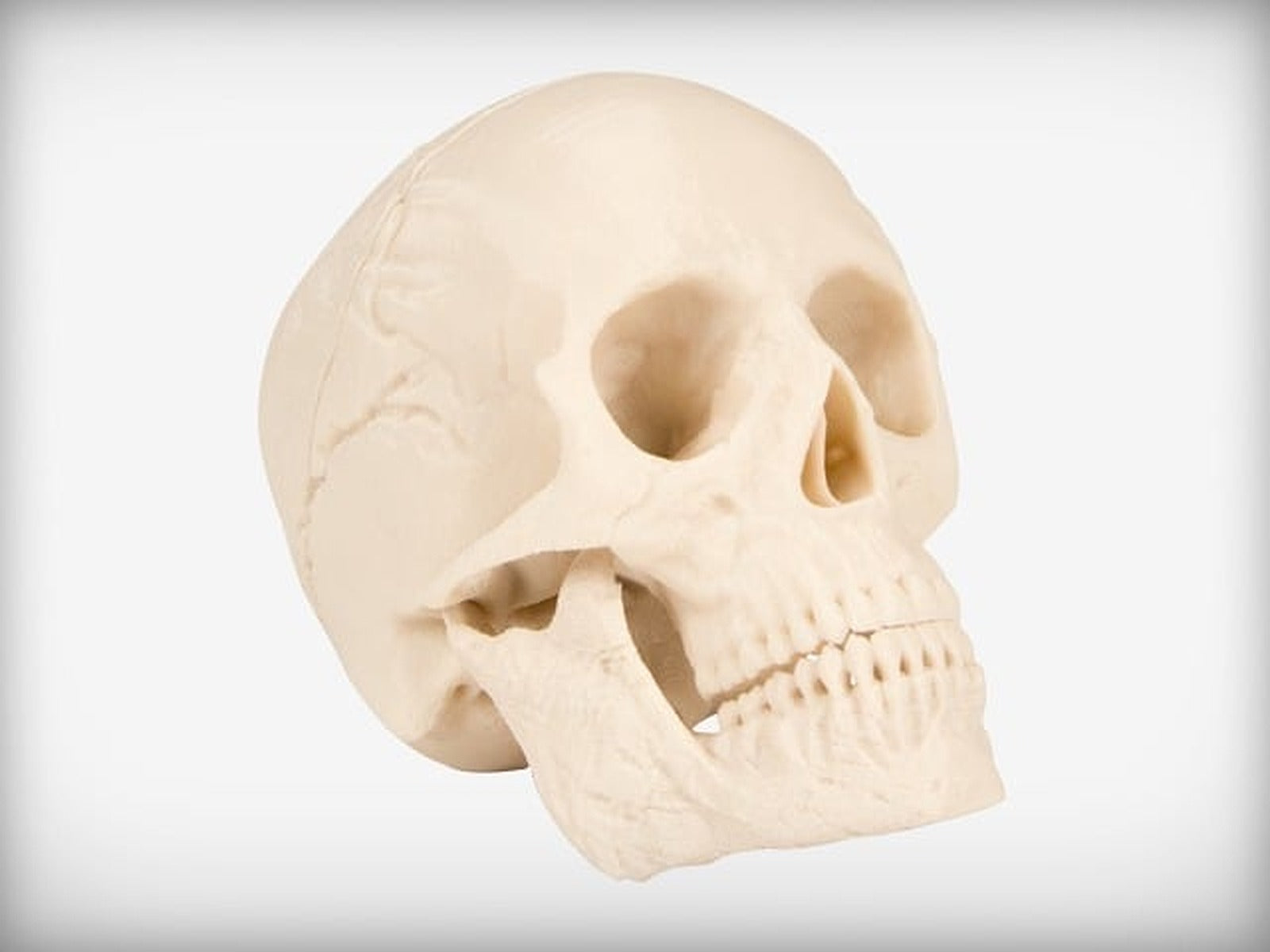 Human Skull – 3D Baskı Modeli
