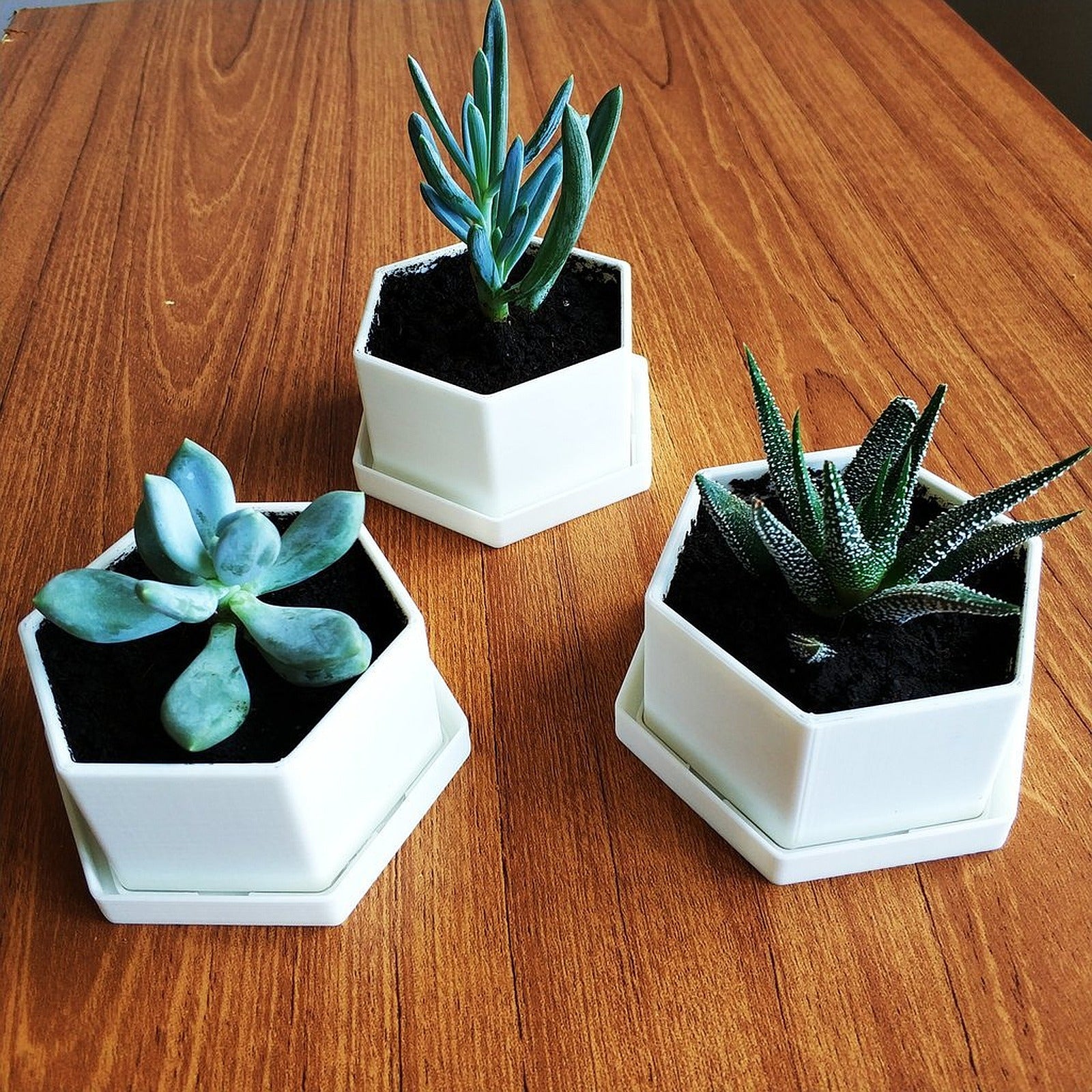 Flower saksı for Succulents – 3D Baskı Modeli
