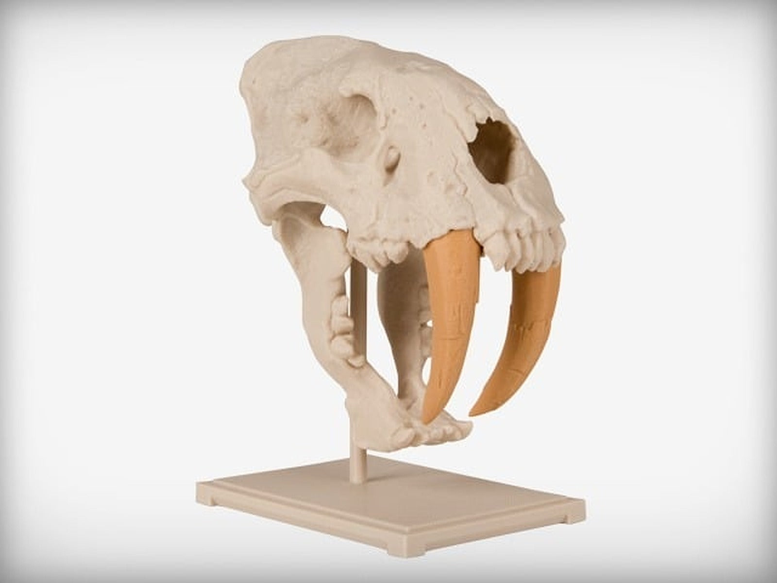 Saber-Toothed Cat Skull – 3D Baskı Modeli