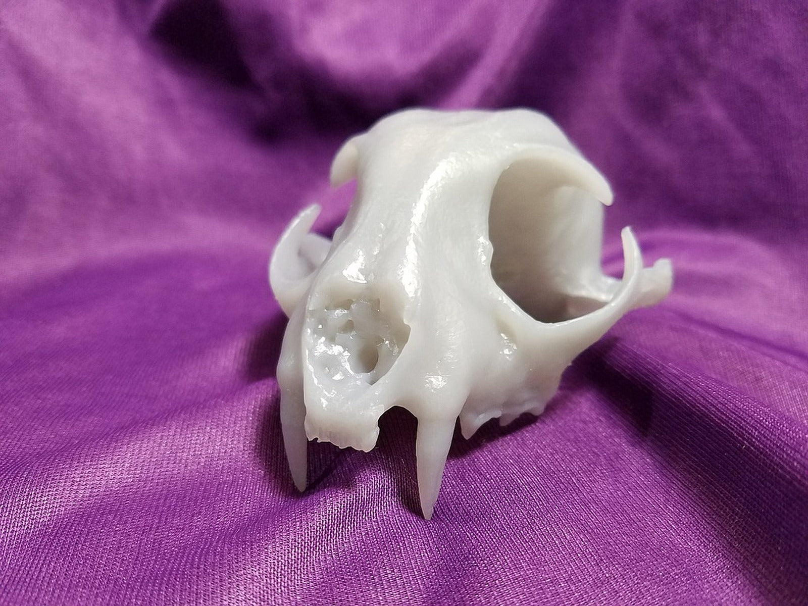 Real Bobcat Original Skull Scan, NextEngine – 3D Baskı Modeli