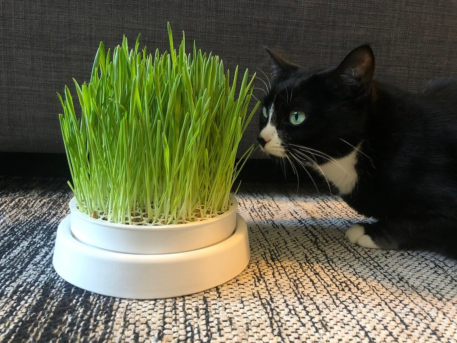 Cat Grass saksı – 3D Baskı Modeli