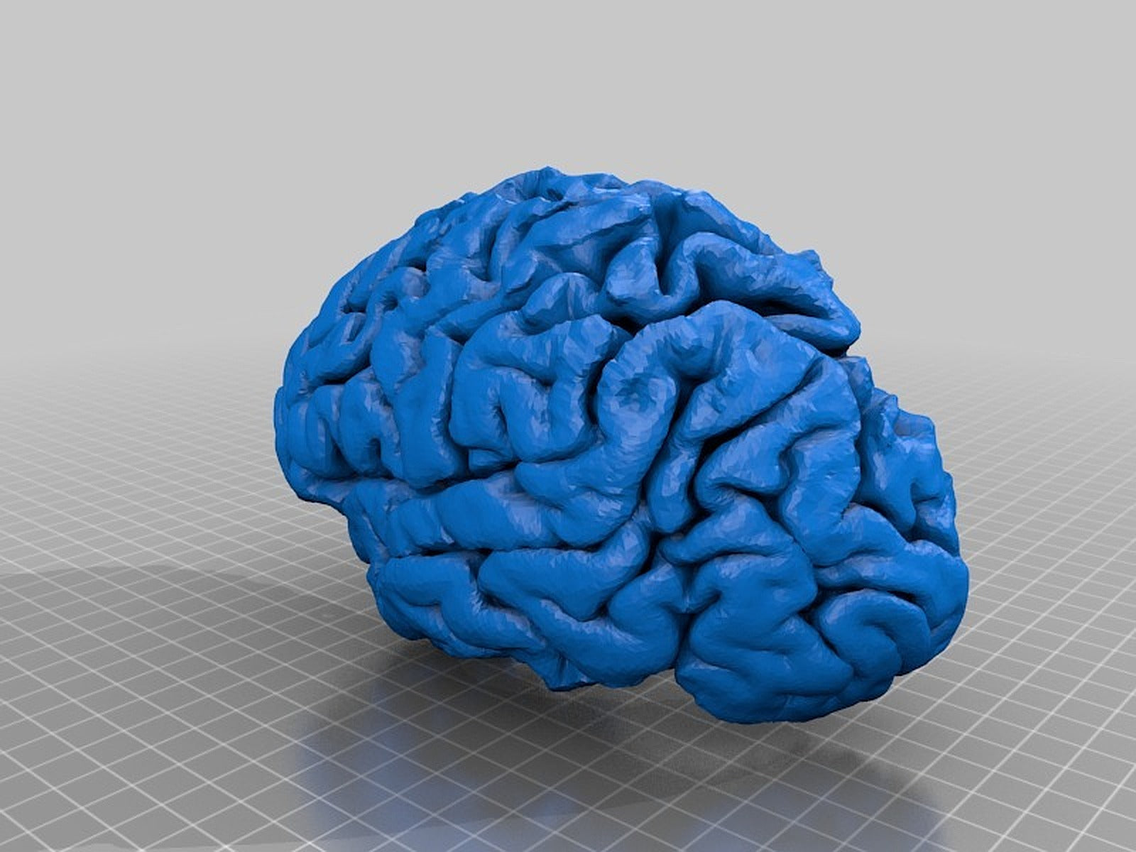Human Brain, Full Scale – 3D Baskı Modeli