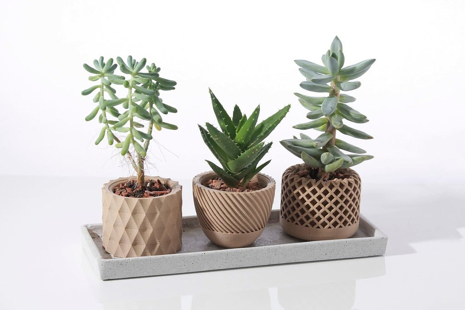Modern geometric Succulent plant saksı – 3D Baskı Modeli