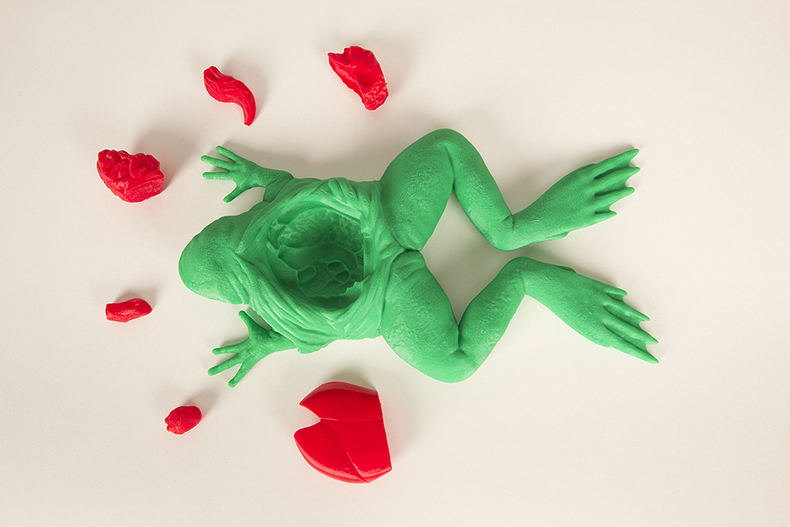 The Frog Dissection Kit – 3D Baskı Modeli