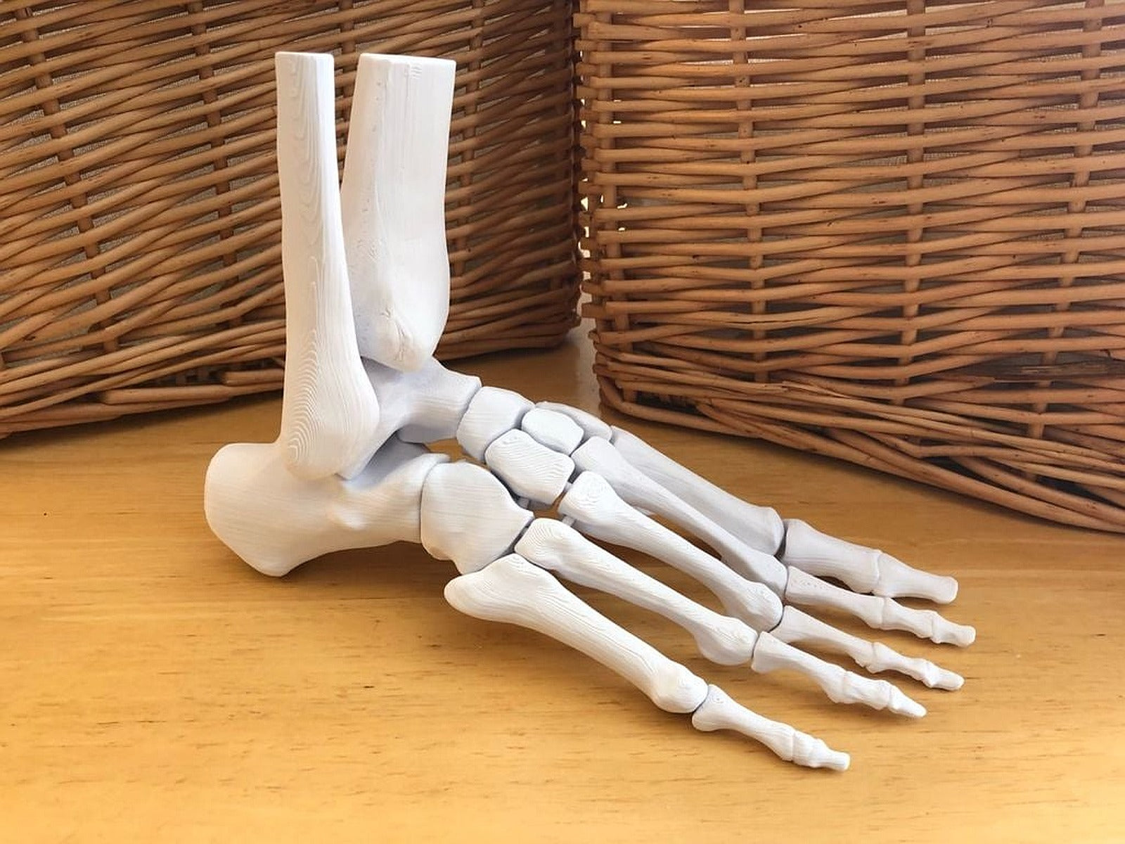 Full Size Anatomically Correct Human Foot Model – 3D Baskı Modeli