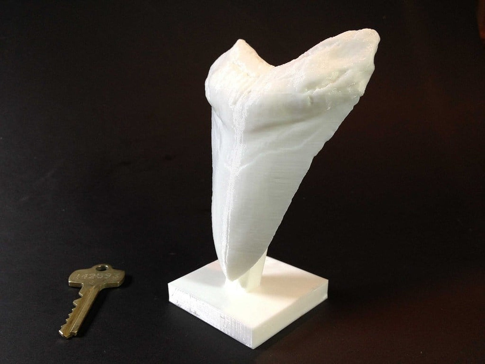 Giant Prehistoric Shark Tooth! – 3D Baskı Modeli