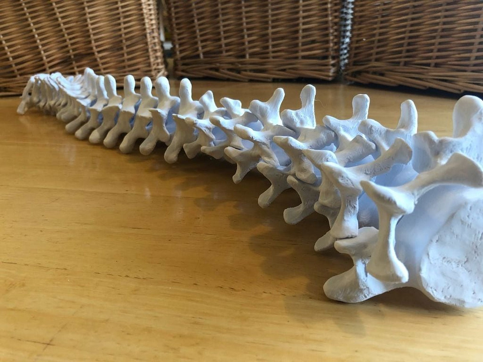 Full-sized Anatomically Correct Articulating Spine – 3D Baskı Modeli