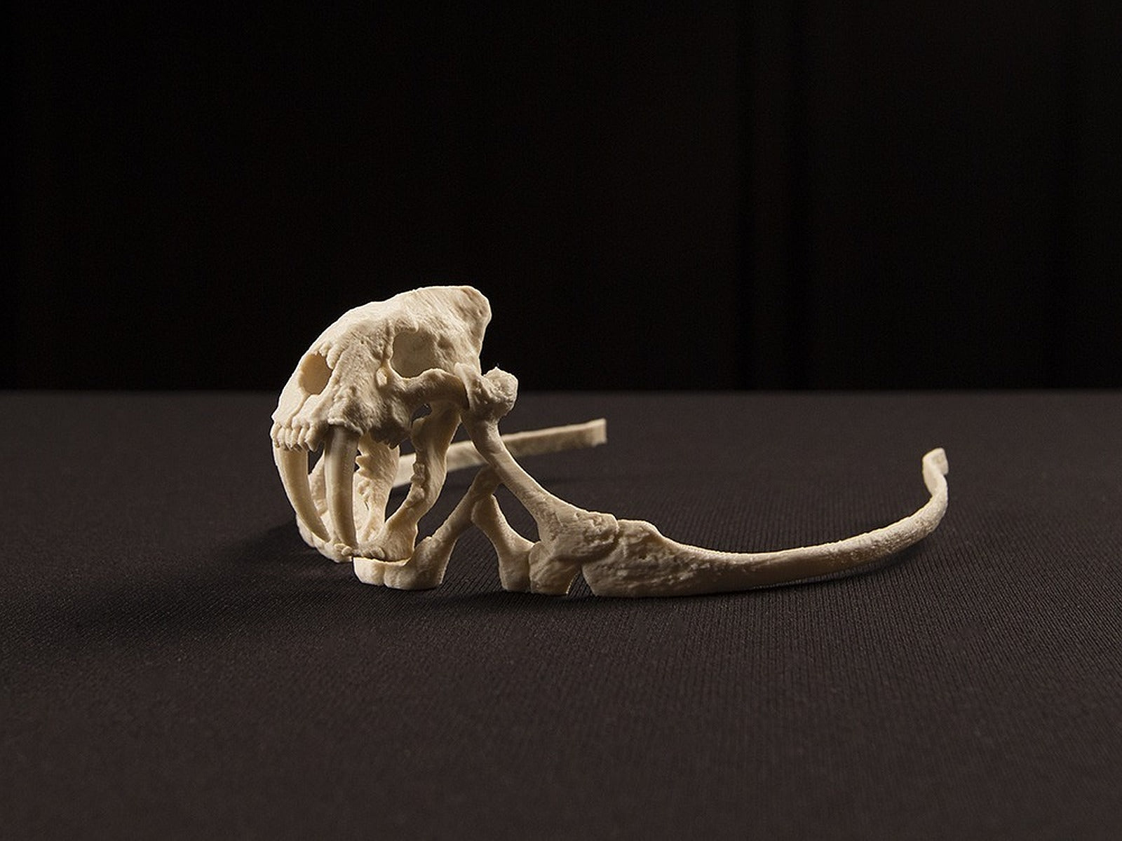 Storied Skulls Crown and Tiara – 3D Baskı Modeli