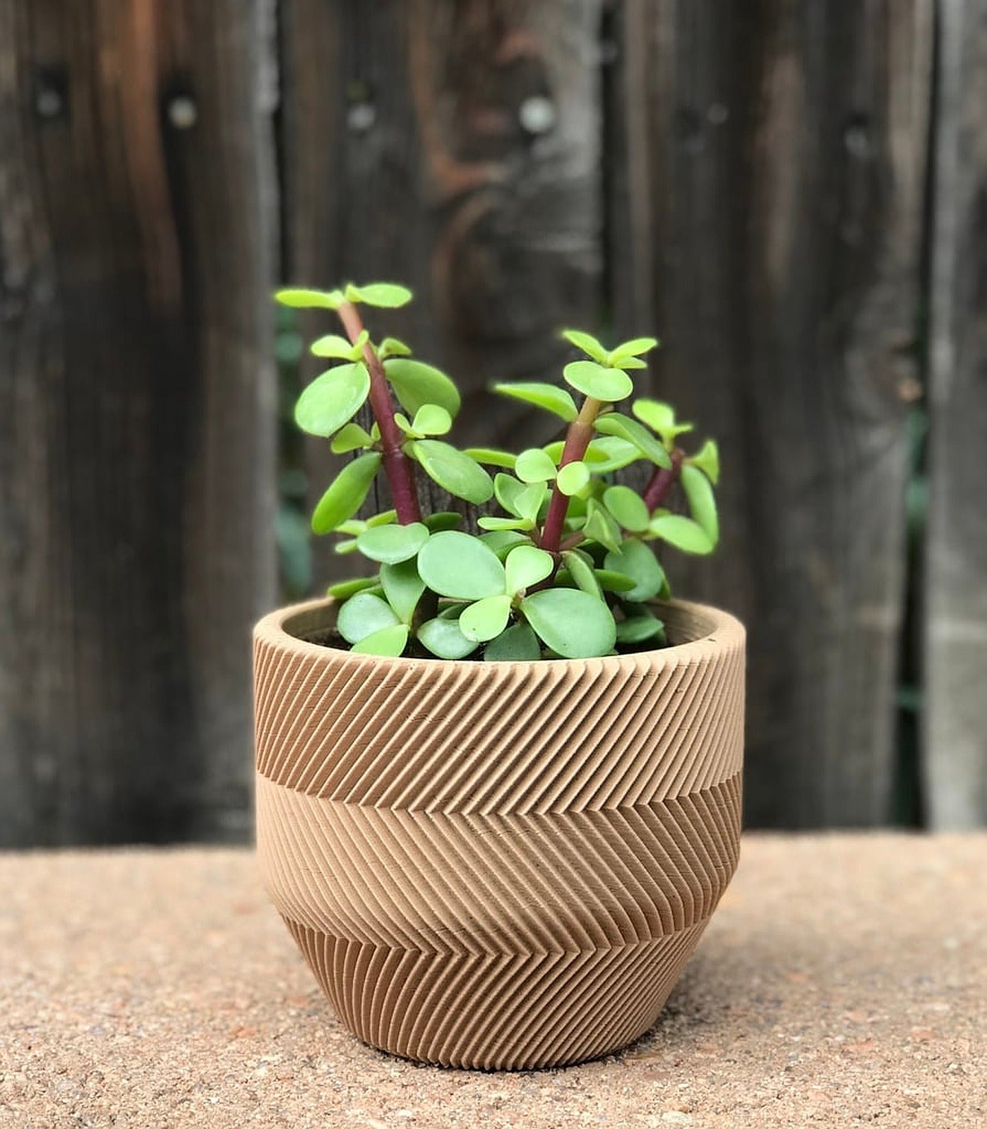 Succulent saksı - for Lazy People – 3D Baskı Modeli