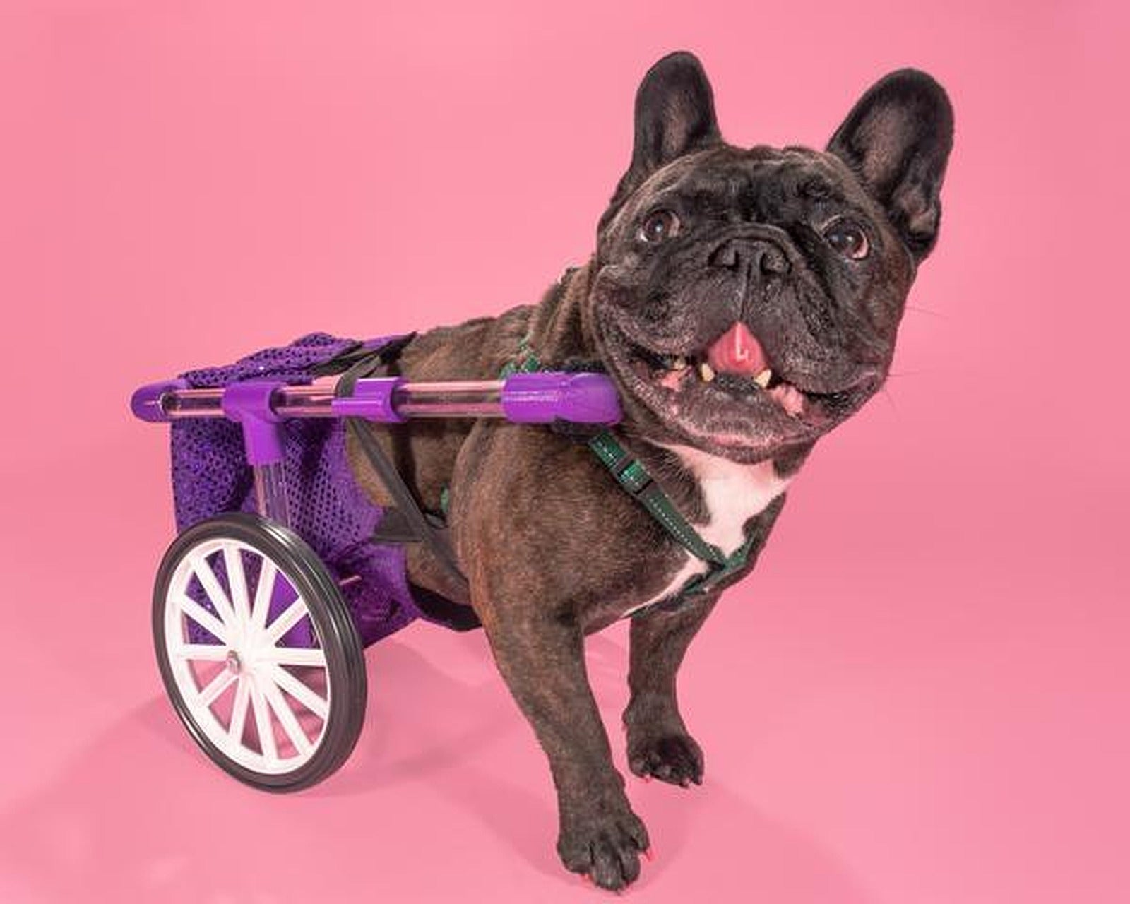 FiGo - Dog Wheelchair – 3D Baskı Modeli