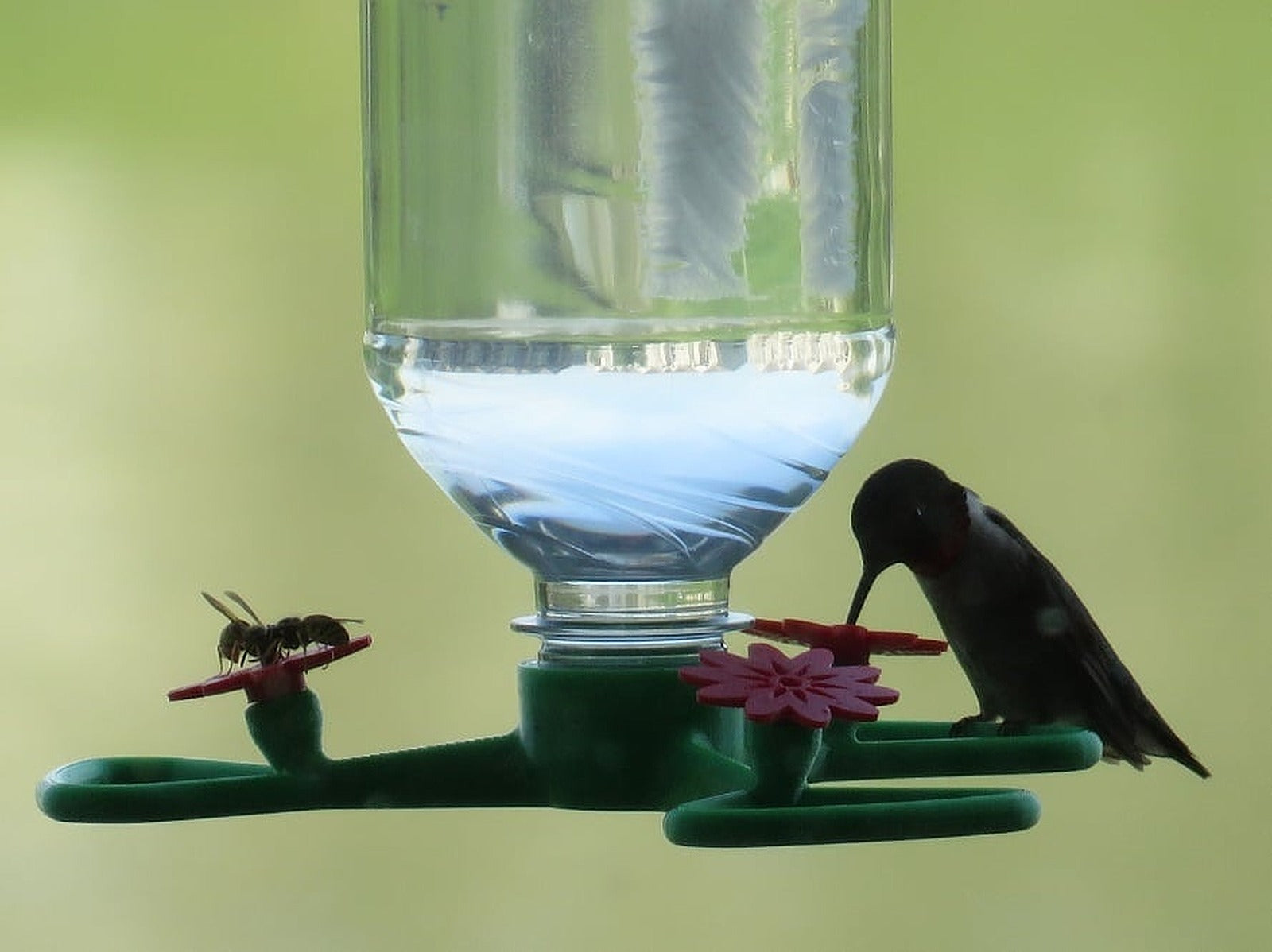 Hummingbird Feeder with Perch – 3D Baskı Modeli