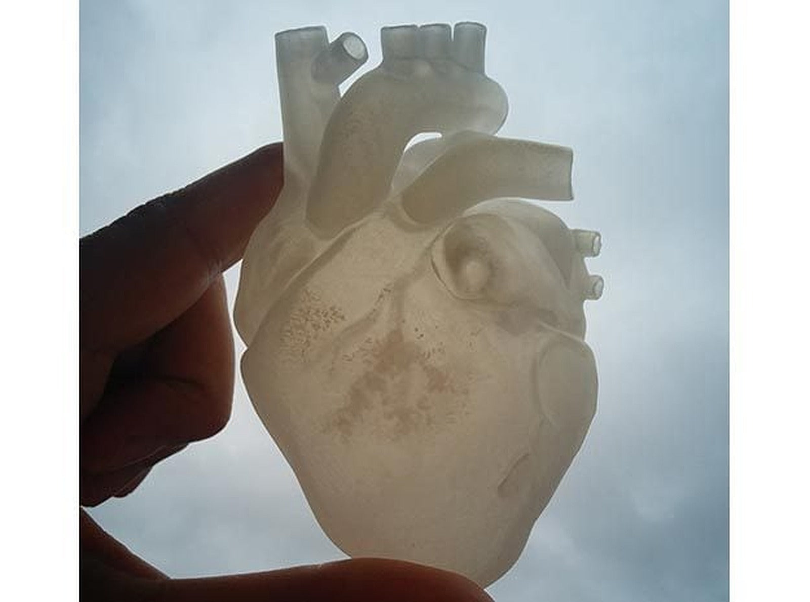 Anatomical Heart – 3D Baskı Modeli