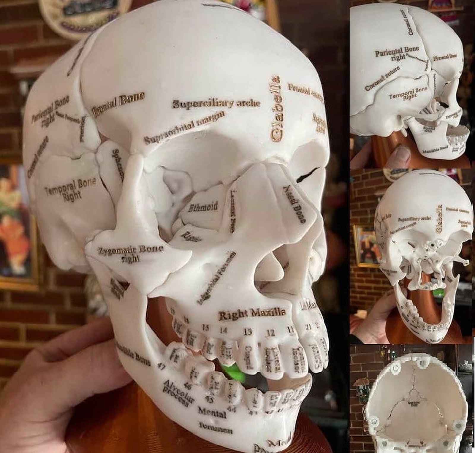 Annotated Anatomical Human Skull in 18 pieces magnetically assembled. – 3D Baskı Modeli