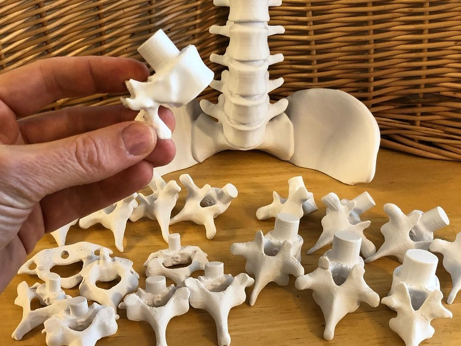 Vertebral Stacking Blocks – 3D Baskı Modeli